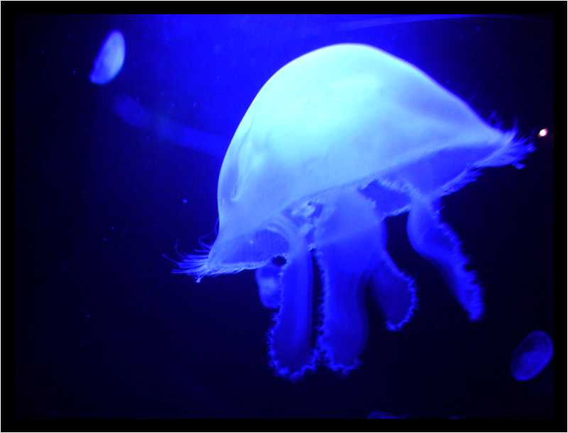 [Oceanopolis06_20-Animal-Transparence-Macro-moyen.jpg]