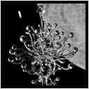 [GalerieDaEnd24_095-BonesAndClouds-Detail-Macro-NB-vignette.jpg]