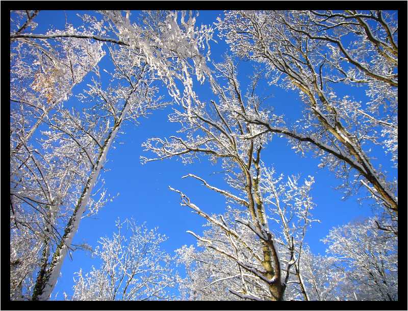[LaForetDerriereLaMaison10_10-Vegetal-Neige-moyen.jpg]