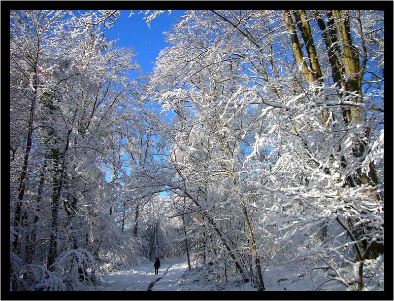 [LaForetDerriereLaMaison10_11-Vegetal-Neige-moyen.jpg]