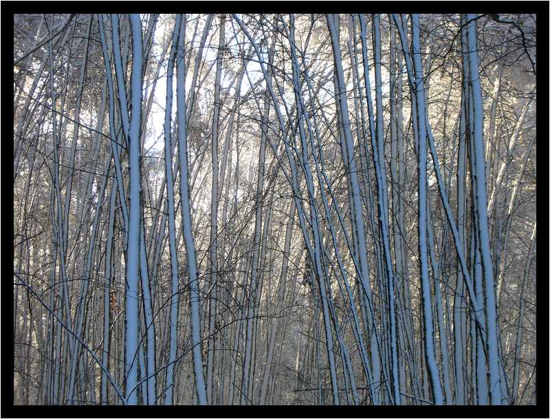 [LaForetDerriereLaMaison10_26-Vegetal-Neige-moyen.jpg]