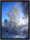 [LaForetDerriereLaMaison10_31-Vegetal-Neige-Soleil-vignette.jpg]