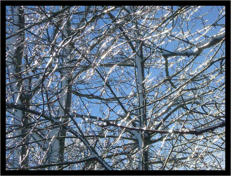 [LaForetDerriereLaMaison10_43-Vegetal-Gel-Transparence-moyen.jpg]